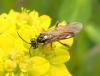 Tenthredopsis sp.